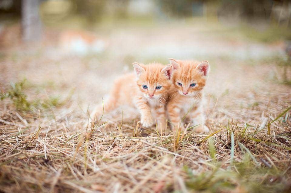 ilustrasi anak kucing (pixabay.com/Olgaozik)