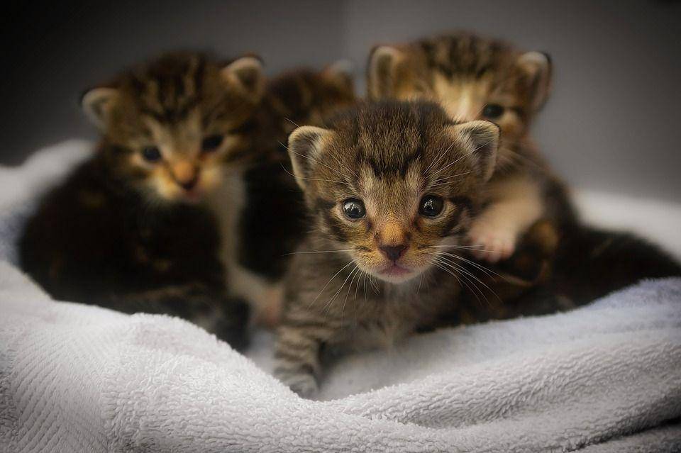 ilustrasi anak kucing (pixabay.com)