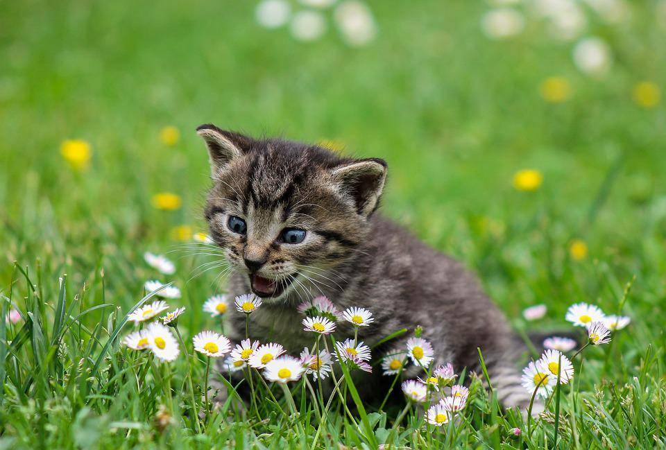 ilustrasi anak kucing (pixabay.com)