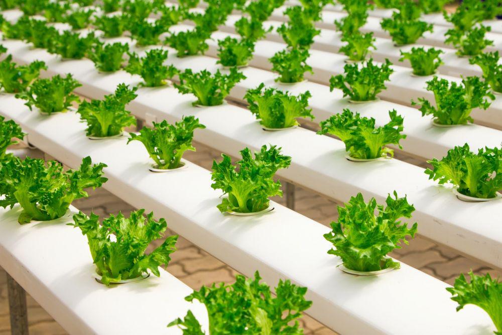 5 Teknik Berkebun di Lahan yang Sempit, Praktis dan Gak Ribet!