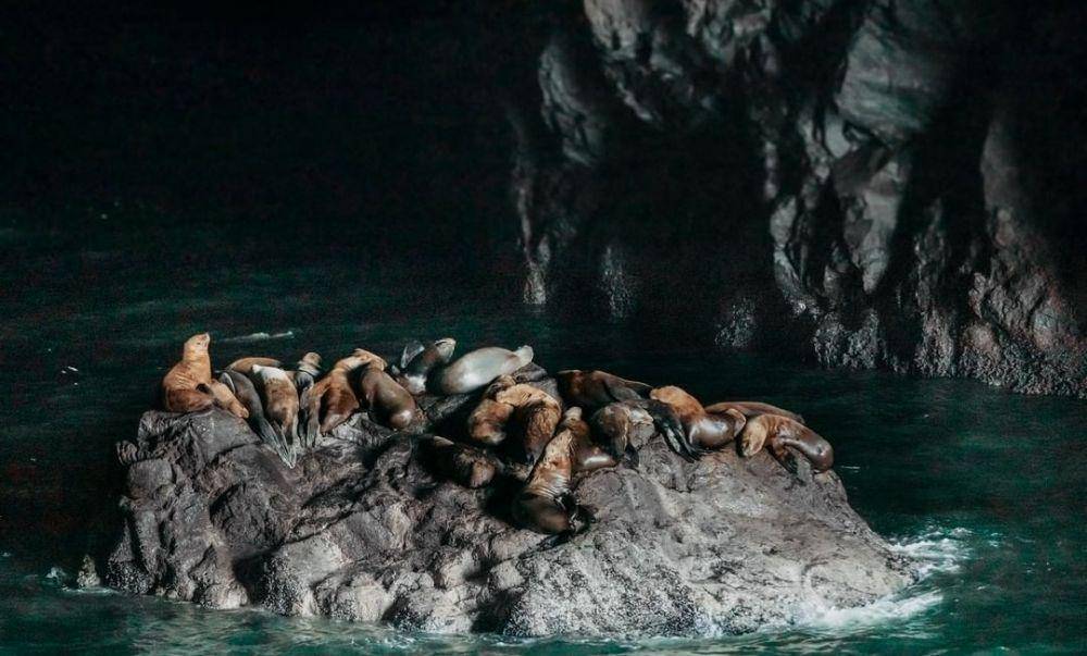 Sea Lion Caves (instagram.com/kimkaergerphotography)