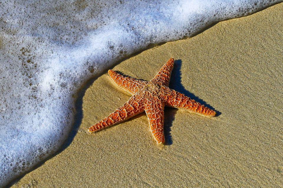 10 Spesies Bintang Laut Cantik dengan Bentuk Tak Biasa, Unik Banget
