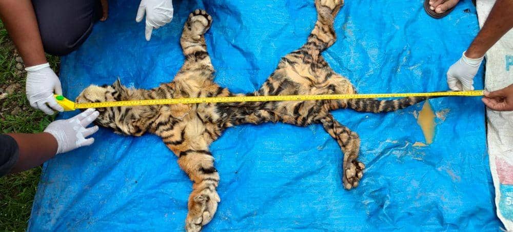 Barang bukti kulit harimau yang masih basah disita Balai Gakkum KLHK Wilayah Sumatera. (Dokumentsai Balai Gakkum KLHK Wilayah Sumatera untuk IDN Times)