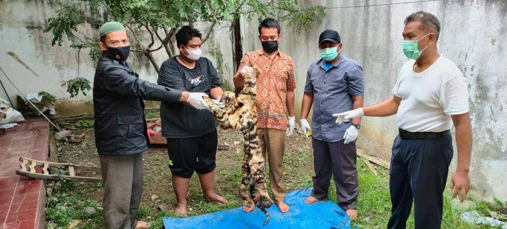 Barang bukti kulit harimau yang masih basah disita Balai Gakkum KLHK Wilayah Sumatera. (Dokumentsai Balai Gakkum KLHK Wilayah Sumatera untuk IDN Times)
