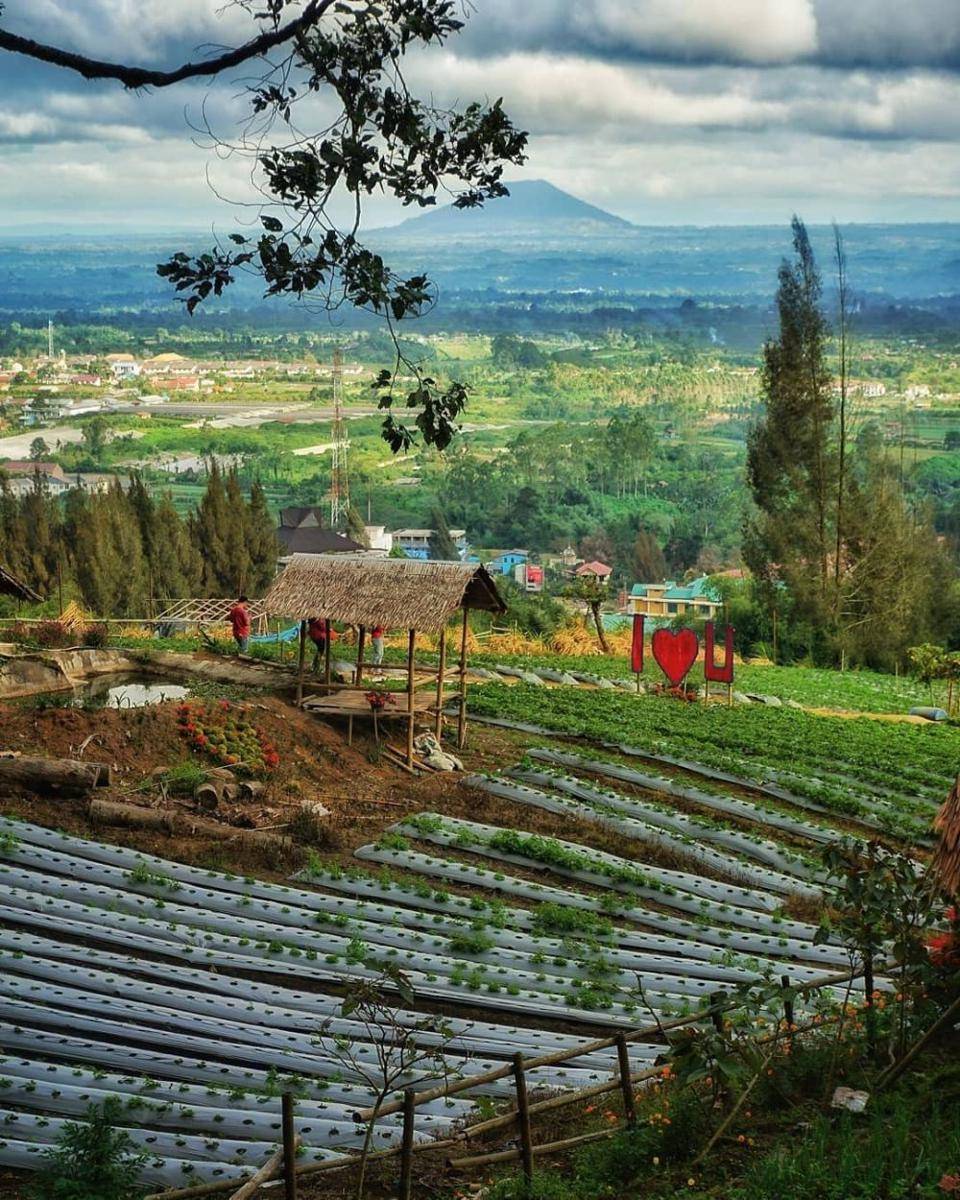 Kebun Strawberry Tongkoh (instagram.com/hery_20035)
