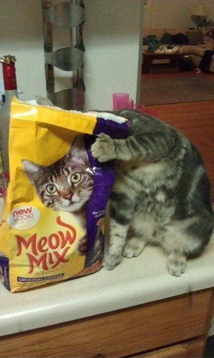 Kucing menyatu dengan sekitar (via twitter.com/catpic_album)