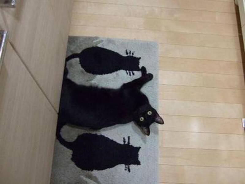 Kucing menyatu dengan sekitar (via twitter.com/catpic_album)
