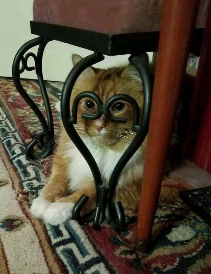 Kucing menyatu dengan sekitar (via twitter.com/MeowingTv)