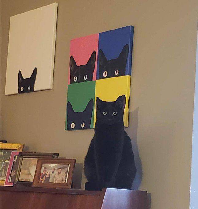 Kucing menyatu dengan sekitar (via twitter.com/weirdlilguys)