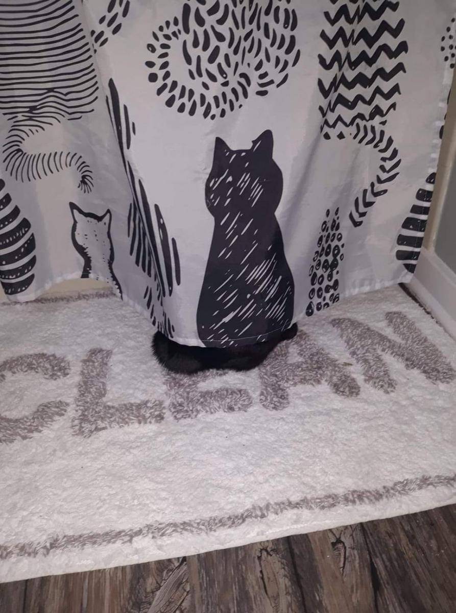 Kucing menyatu dengan sekitar (via twitter.com/Thereisnocat_)