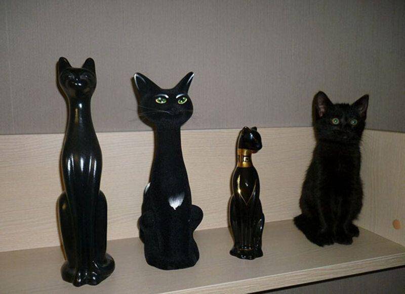 Kucing menyatu dengan sekitar (via twitter.com/Thereisnocat_)