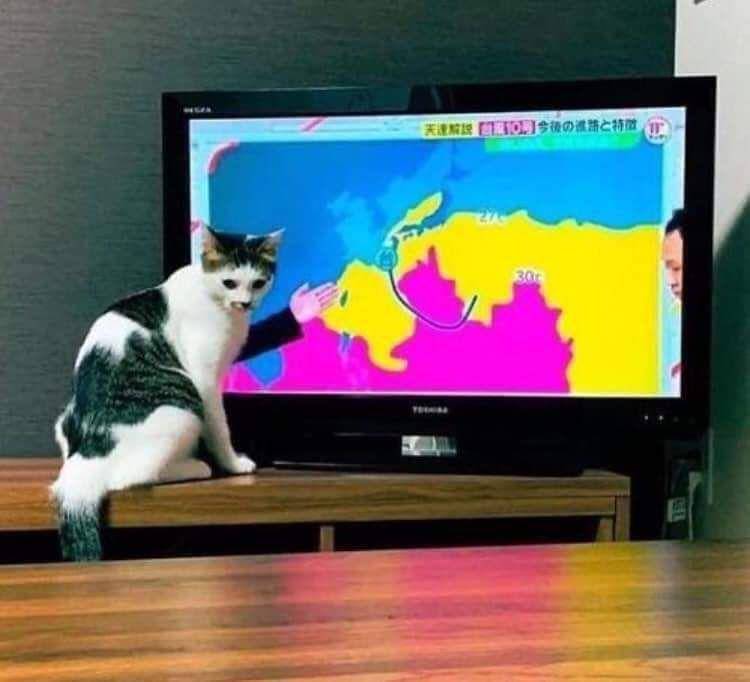 Kucing menyatu dengan sekitar (via twitter.com/weirdlilguys)
