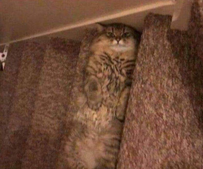 Kucing menyatu dengan sekitar (via twitter.com/memesiwish)
