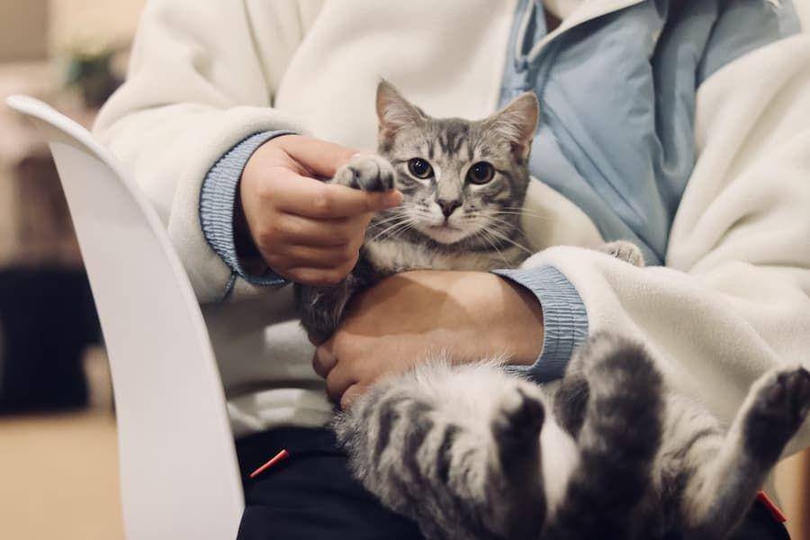 ilustrasi membawa kucing ke dokter (unsplash.com/werzk luuuuuuu)