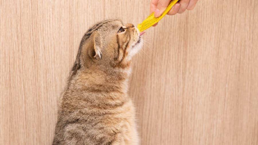 ilustrasi kucing makan (unsplash.com/Đồng phục hải triều)