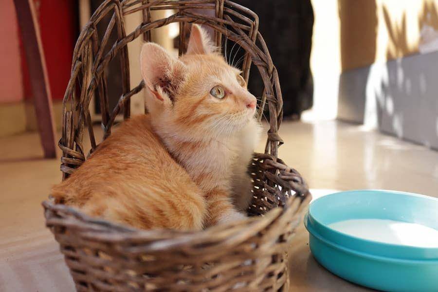 ilustrasi menyediakan minum kucing (unsplash.com/jacob sam)