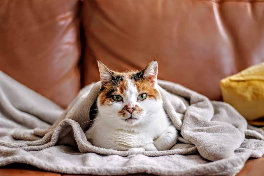 ilustrasi kompres kucing (unsplash.com/tim-oliver metz)