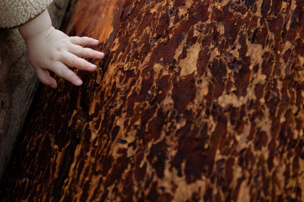 ilustrasi epidermodysplasia verruciformis, tree man syndrome, atau sindrom manusia pohon (pexels.com/ Tatiana Syrikova)