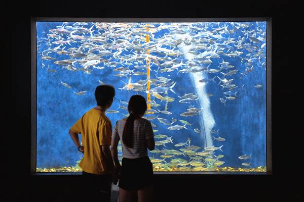 Aquarium date sebagai ide ngedate (pexels.com/twiggy-jia-64832807)