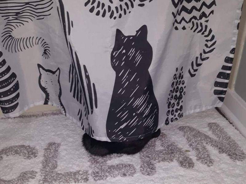 Kucing menyatu dengan sekitar (via twitter.com/Thereisnocat_)