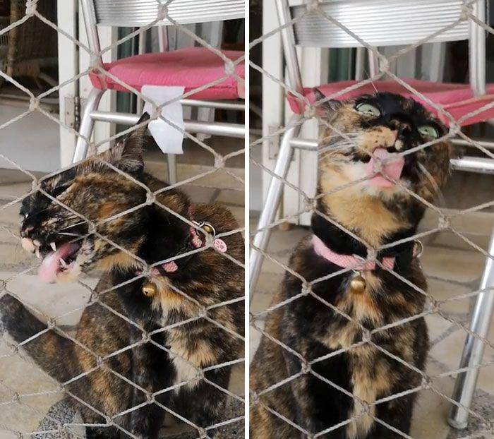kucing "ngereog" (reddit.com/Sticky_Raccoon_4357)