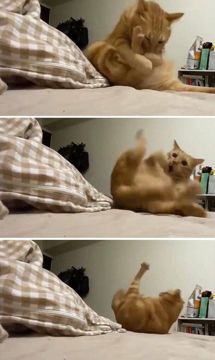 kucing "ngereog" (reddit.com/Azsnee09)