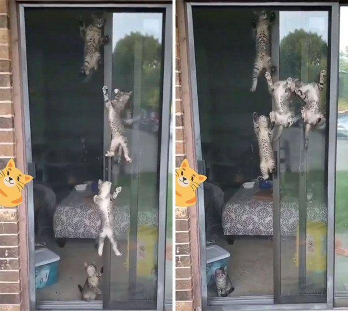 kucing "ngereog" (reddit.com/5_Frog_Margin)