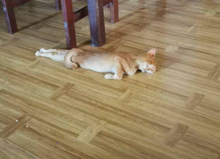 kucing "ngereog" (reddit.com/Azsnee09)