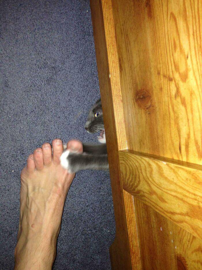 kucing "ngereog" (reddit.com/Bskate69)