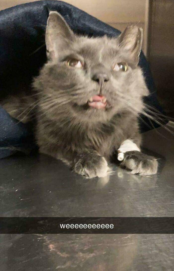 kucing "ngereog" (reddit.com/Bskate69)