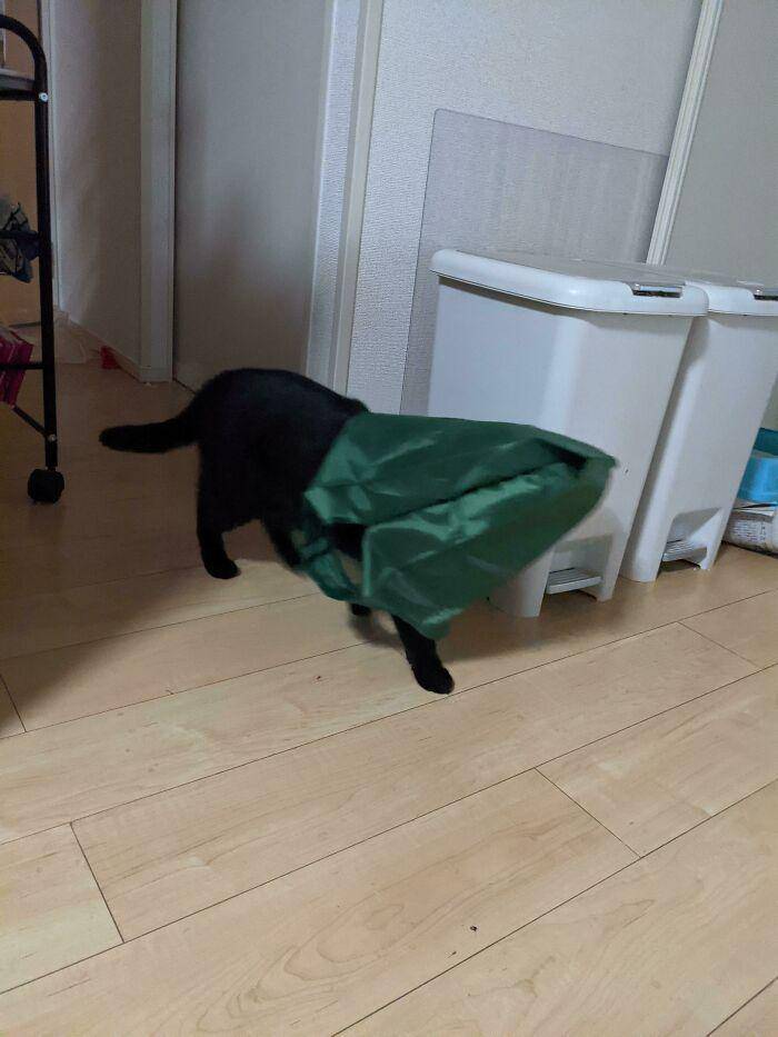 kucing "ngereog" (reddit.com/stingraysareevil)
