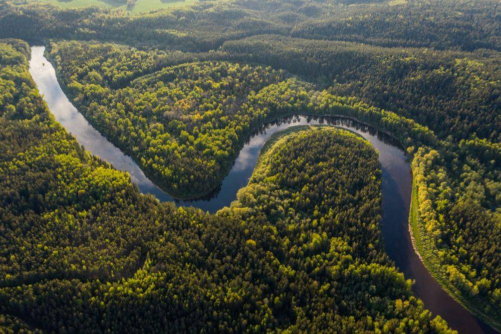 Ilustrasi hutan Amazon di Brasil. (Unsplash.com/Ivars Utināns)