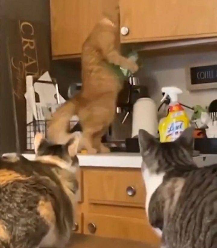 kucing "ngereog" (reddit.com/5_Frog_Margin)