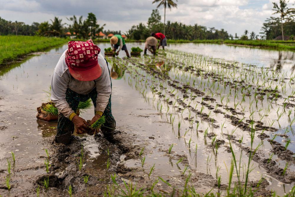 Hari Baik Menurut Hindu Bali 1 Juli 2025, Cocok untuk Menanam