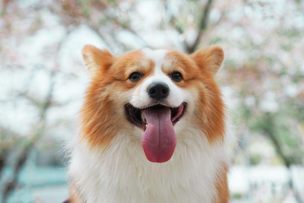 10 Peribahasa Menggunakan Hewan Anjing, Ada yang Artinya Sombong!