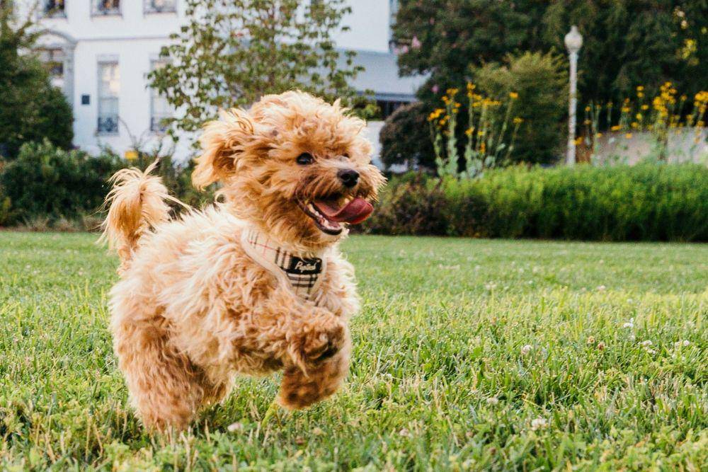 ilustrasi anak anjing yang gembira (unsplash.com/calebjamesfisher)