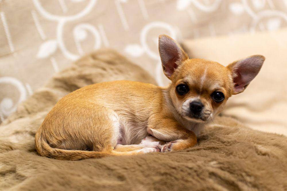 ilustrasi anjing Chihuahua (unsplash.com/David Vives)