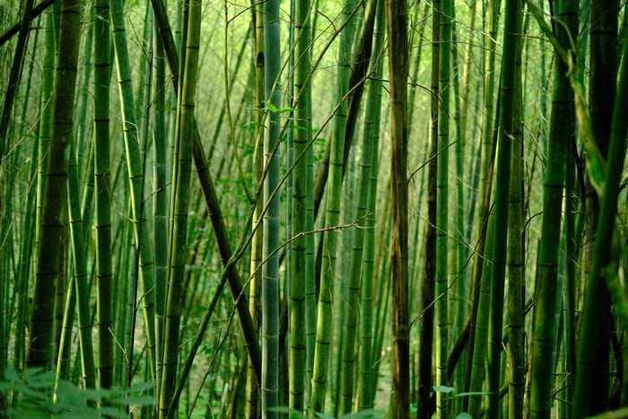 potret pohon bambu (unsplash.com/Eric Barbeau)