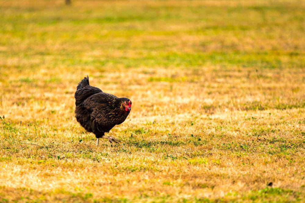 ilustrasi ayam walik (unsplash.com/Guillaume de Germain)