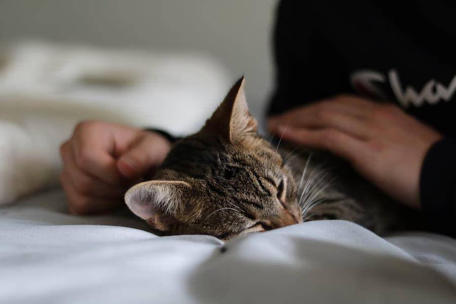 ilustrasi mengusap kucing (unsplash.com/dana nguyen)
