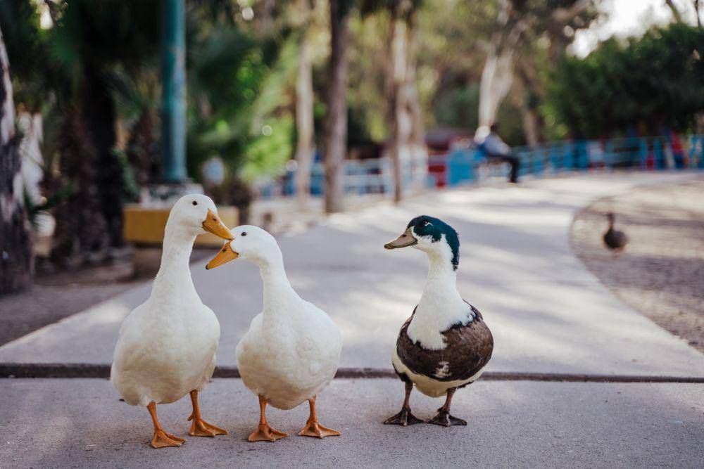 ilustrasi bebek (unsplash.com/Josue Michel)