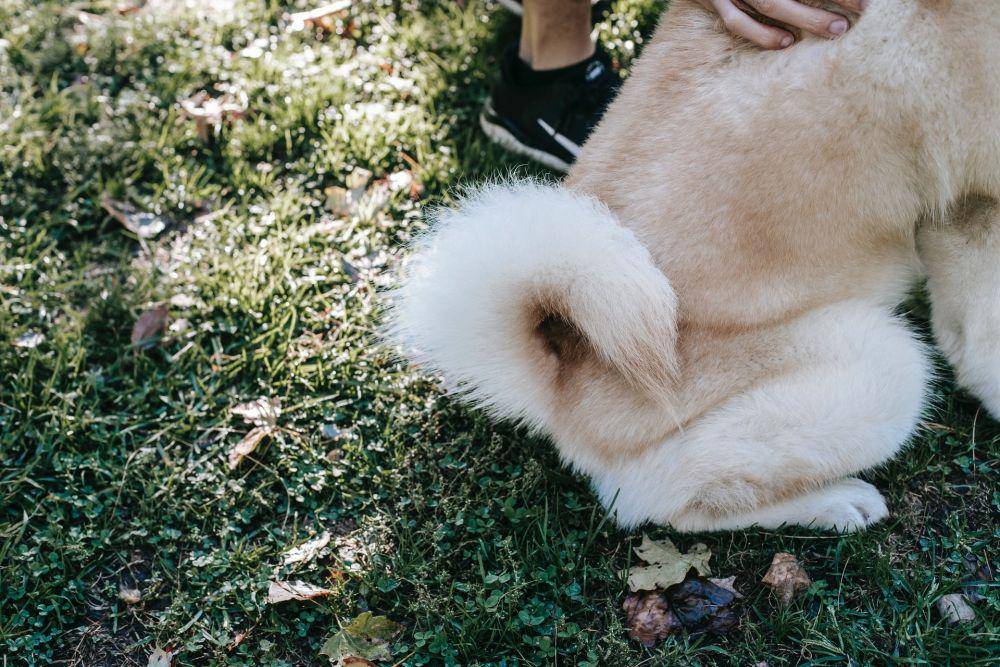 ilustrasi ekor anjing (pexels.com/Zen Chung)