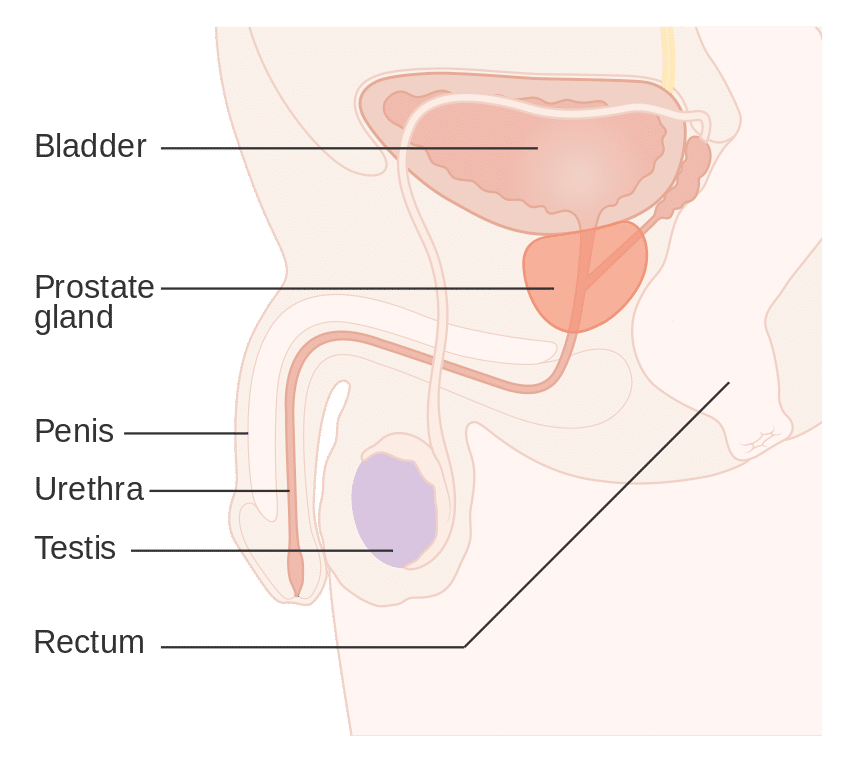 ilustrasi letak G-spot pria (commons.wikimedia.org/Cancer Research UK)