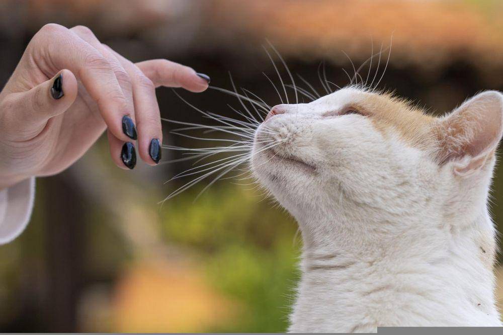 ilustrasi kucing (pixabay.com/Nicholas Demetriades)