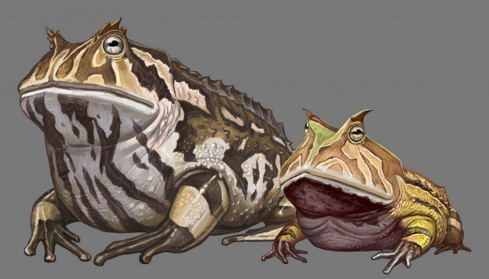 Beelzebufo dan pacman frog (twitter.com/SomniosusW)