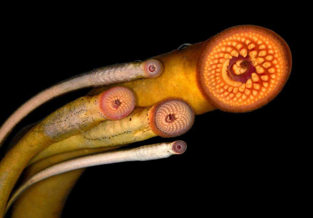7 Fakta Menarik Vampir Laut, Makhluk Misterius yang Haus Darah