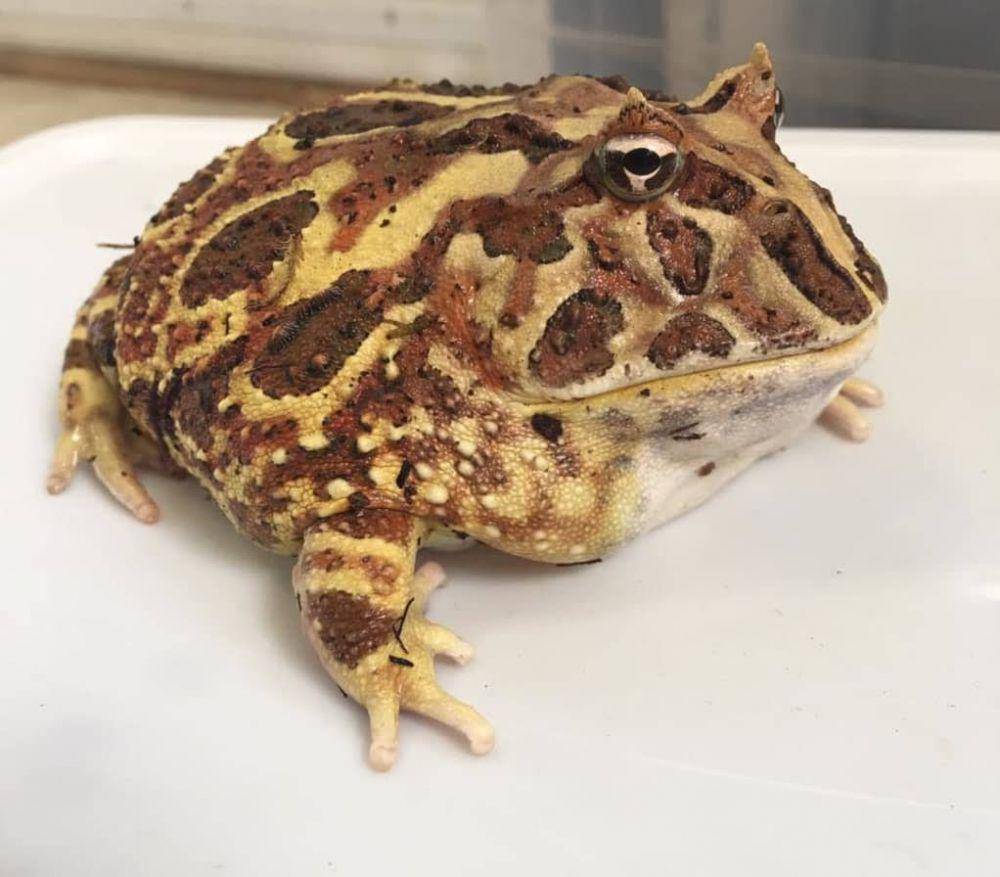 Pacman frog (twitter.com/THEZACH2)