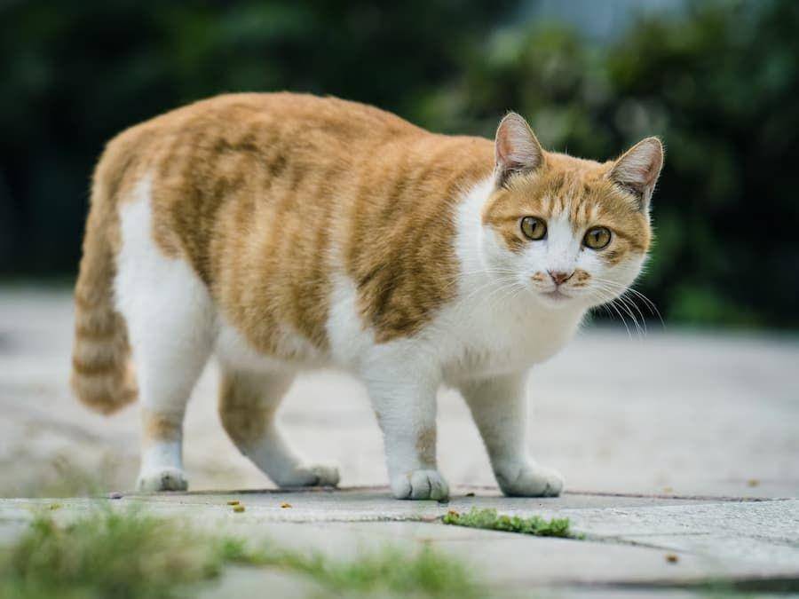 ilustrasi kucing gemuk (unsplash.com/li lin)