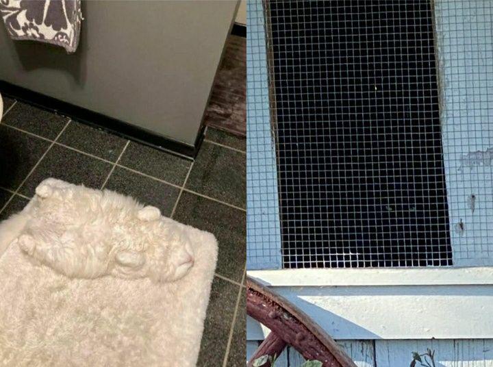Punya Mata Super? Mari Cari Kucing Sembunyi di 10 Potret Lucu Ini