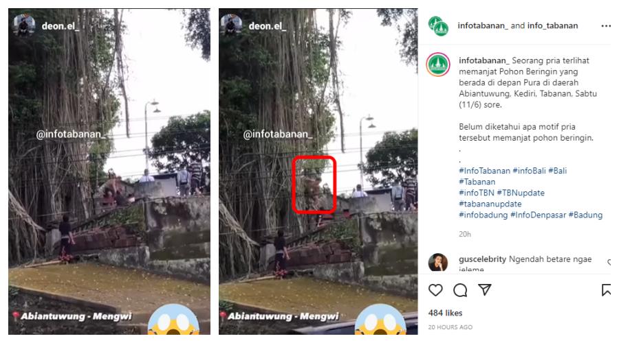 Panjat Pohon Sakral di Tabanan, Turis Australia Diperiksa Imigrasi